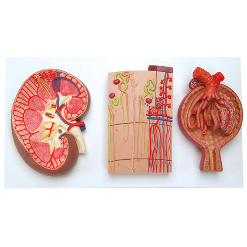 Kidney, Nephron and Glomerulus Model
