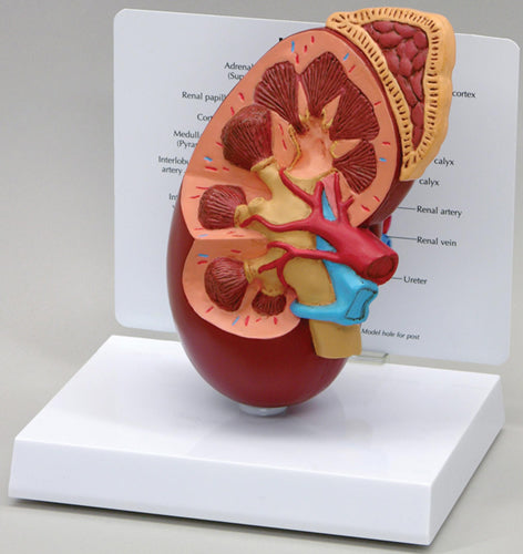 Kidney & Adrenal Section - Budget Model