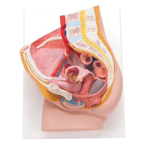 Female Pelvis Section