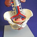 Urogenital Organs, Female