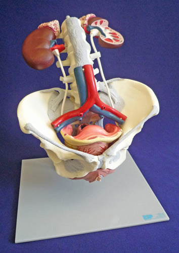 Urogenital Organs, Female