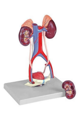 Urogenital Organs, Male