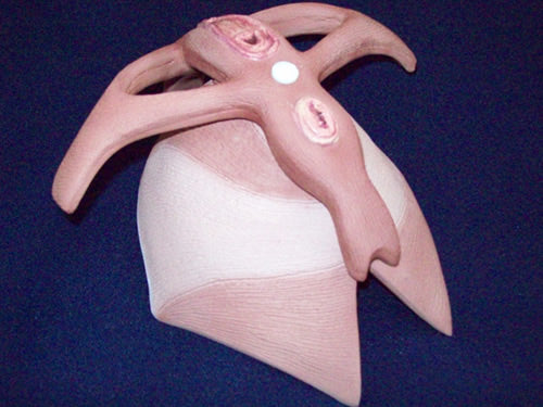 Pelvic Floor To Fit Pelvis Mod