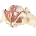 Composite Pelvis/Pelvic Floor