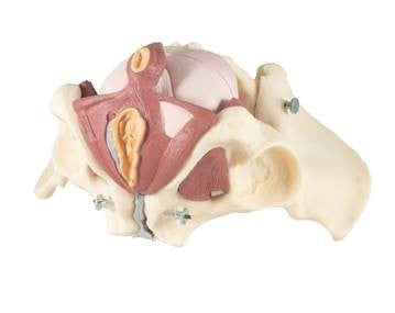 Composite Pelvis/Pelvic Floor