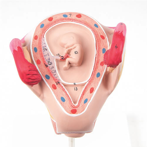 Embryo In Uterus 2nd Month