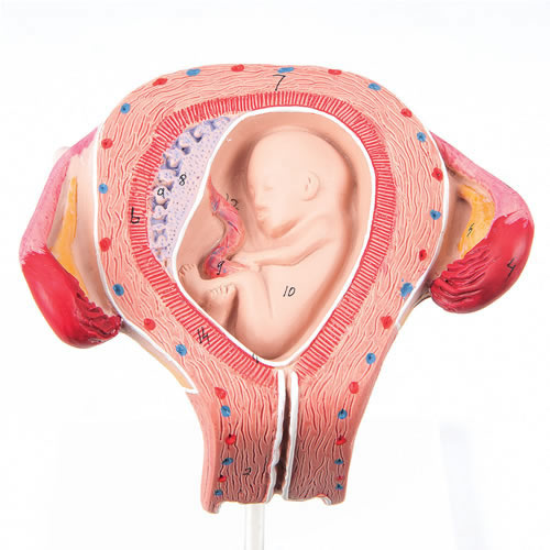 Embryo In Uterus 3rd Month