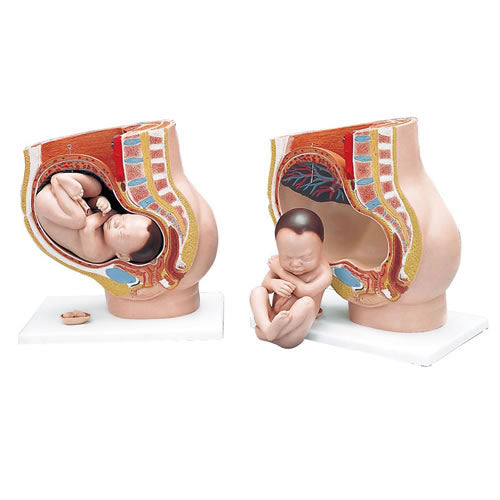 Pelvis With Foetus