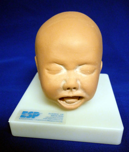 Foetal Head Simulator