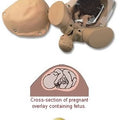 Obstetrical Manikin