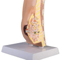 Breast Cross Section