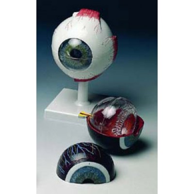 Eyeball 6 Part, X5